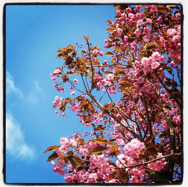 En bild på ett träd med rosa blommor